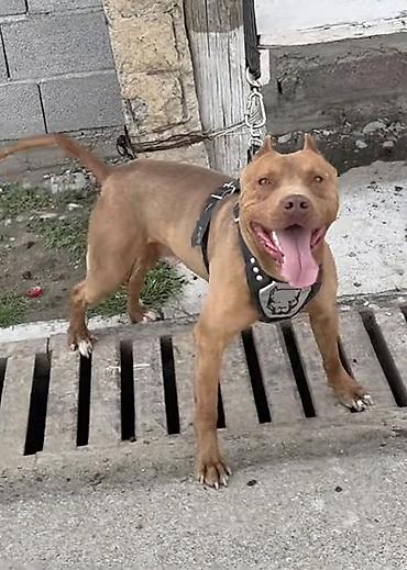 pitbull balaları: Pitbul, 2 ay, Erkək, Peyvəndli, Ünvandan götürmə — 2