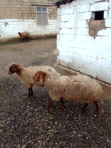 Qoyunlar, qoçlar: Qiymət cütünə ayıdır real alıcıya endirim olacaq boğaz heyvan di — 1