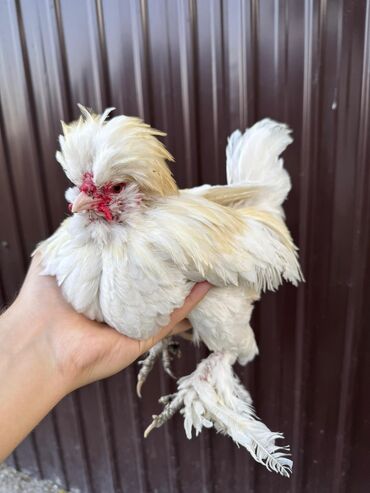 бооз уй: Продам пару белых Султанок