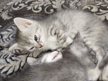 сиамские котята бесплатно: Отдам в добрые руки котят. им 1 месяц. один мальчик и три девочки