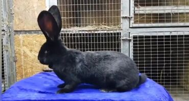 Dovşanlar: Flandr cinsli damazlıq dovşan balaları satılır. Ətlik cinsidir. Təmiz -da lalafo.az — 16 Dovşanlar: Flandr cinsli damazlıq dovşan balaları satılır. Ətlik cinsidir. Təmiz — 16