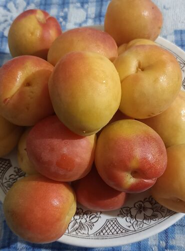 мраморное мясо бишкек цена: Өрүктөр Бал, Чекене