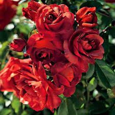 Роза: Саженцы — 14