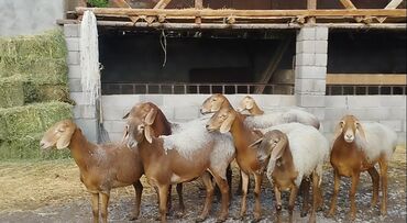 продаю куры адлер: Продаю | Овца (самка) | Арашан | Для разведения | Ярка