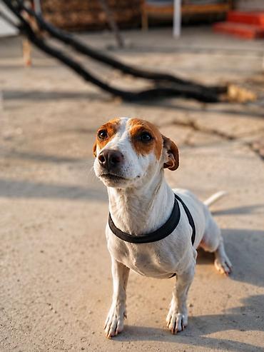 ucuz itlerin satisi: 🐶 TƏCİLİ! Safqan Cek Rassel yeni ailəsini axtarır! ❤️ Çox sevdiyimiz — 2