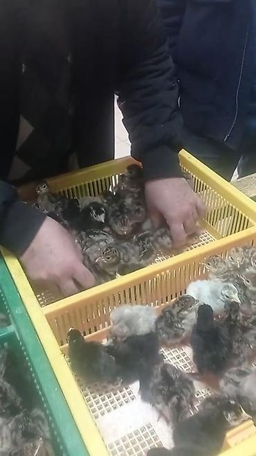 Cücələr: Hinduşka cücələri, Ətlik — 2