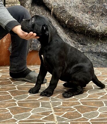 İtlər: Kane-Korso — 23