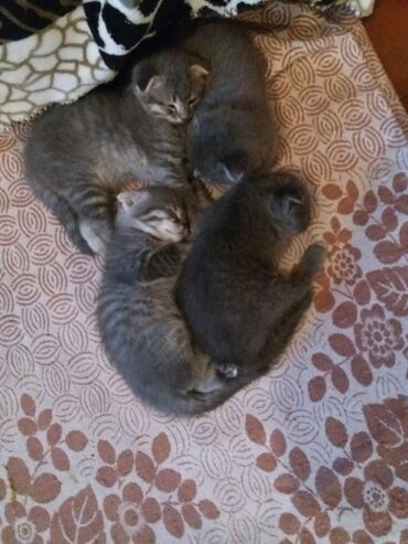 сколько стоят сфинксы: Серые котята из одного помёта. - Количество: 4 котёнка - Окрас