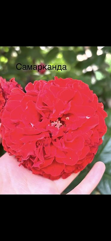 Роза: Саженцы Платная доставка, Самовывоз — 15