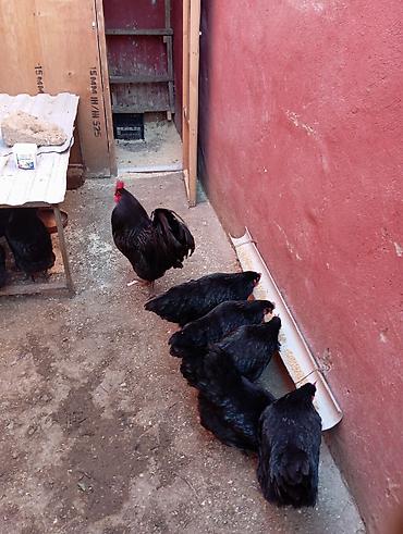 K/t heyvanları və malları: Toyuq, Australorp, Yumurtalıq — 1