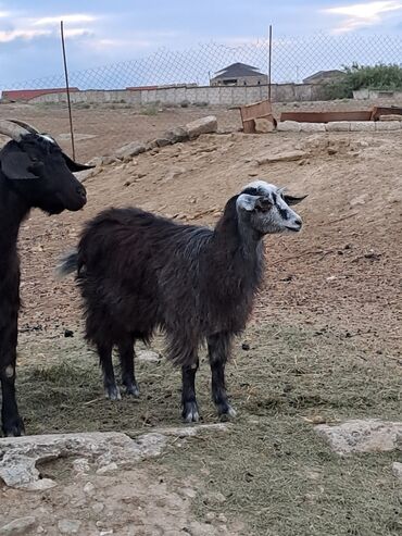 qurbanlıq qoyunların qiyməti: Dişi, il: 1, 20 kq, Ətlik, Ünvandan götürmə