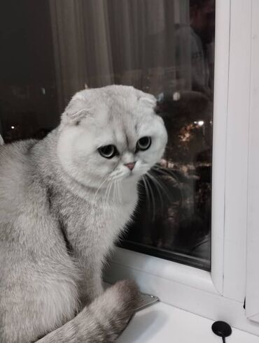 Вязка кошек: Вязка: Scottish Fold breed, Boy cat, 2 years cat, With vaccinations cat, Silver chinchilla cat color