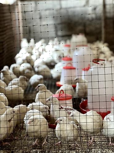 çin bıldırcını: Ağ bıldırcın – ət və yumurta istiqaməti - Cins: ağ (ingilis “Texas — 3