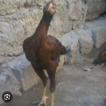 Xoruzlar: Xoruz, Heyratı, il: 1, Ünvandan götürmə
