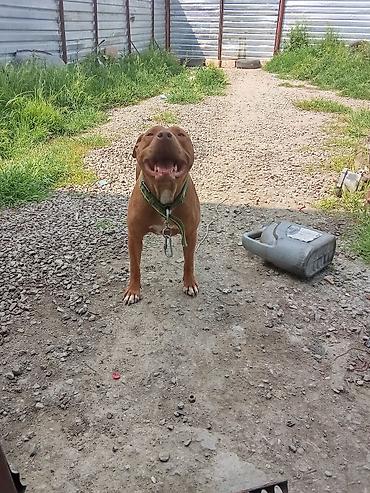 tap az qaz balalari: Pitbul, Peyvəndli — 6