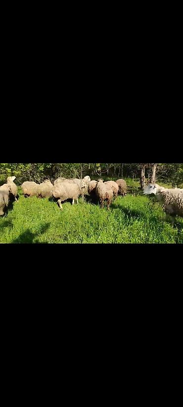 qoyun qiymetleri: Təcili satılır uyğun qiymətə qarnında balası ilə — 1