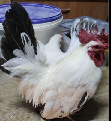 Куры, петухи: Продаю | Куры, Петух — 5