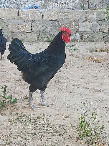 yem satisi: Avstralop. Qara rəngli xoruz - Tam qara, parıltılı lələklər və güclü — 1
