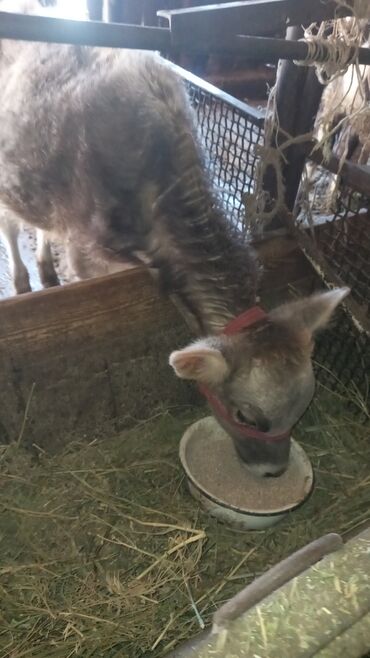 продажа щенков немецкой овчарки с документами в бишкеке: Сатам | Бука (эркек) | Бордоп семиртүү үчүн | Байланган