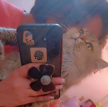 Продажа кошек: Сибирская, 2 года, Мальчик, Золотая шиншилла, Приучена к лотку, Проглистована, С прививками — 14