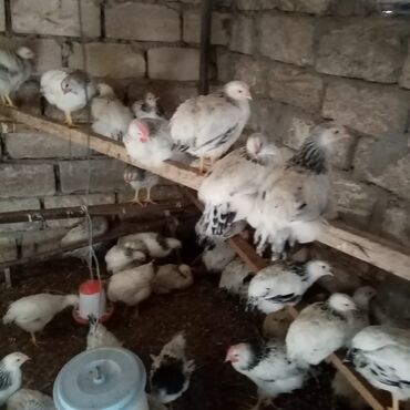 Toyuqlar: F6-serebrist cücələr satılır vitamin və dərmanlar verilib tam sağlam -da lalafo.az — 4 Toyuqlar: F6-serebrist cücələr satılır vitamin və dərmanlar verilib tam sağlam — 4