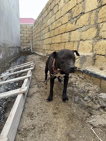 İtlər: Pitbul, 1 il, Dişi, Peyvəndli — 3