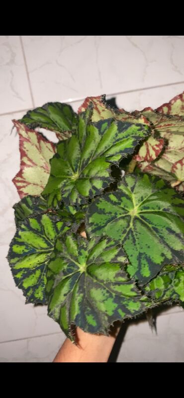 Otaq bitkiləri: Beqonya yarpaqlari koklu biri 1 azn. Minimum 5 ede satilir. Catdirilma — 6