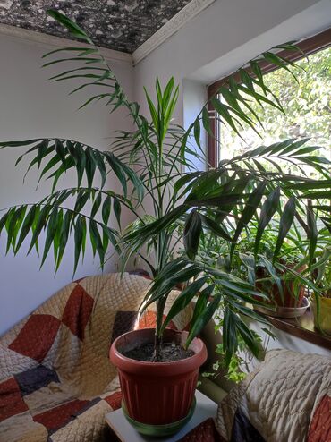 купить маленький аквариум: Пальма,,хамедорея"