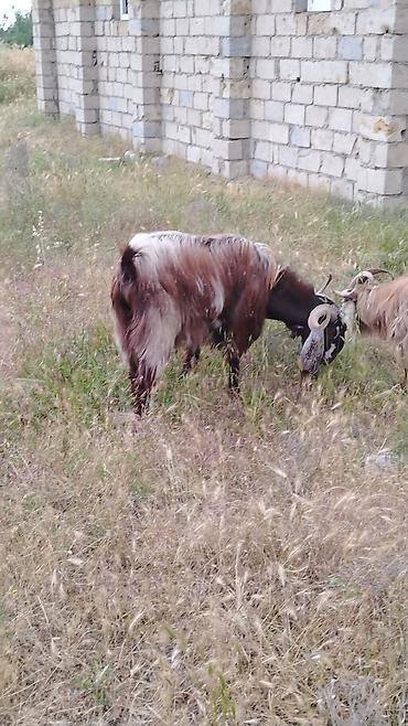 Keçilər, çəpişlər: Satılır – keçilər sürüsüSalam. heyvanlar tam sağlamdı 2 hələb erkək — 1