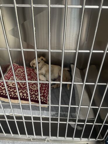 Услуги ветеринара: Ветеринарная клиника 🐱🐶🐏 Лечение домашних животных 🩹🩺 - Хирургическое — 10