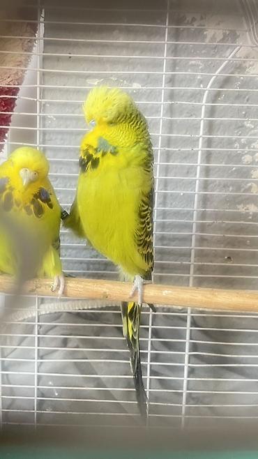 tap az it: Jumbo tek erkek ayaqi uzuklu — 4