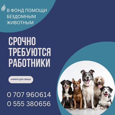 вакансии для киргизии: Срочно требуются работники в фонд помощи бездомным животным по уходу