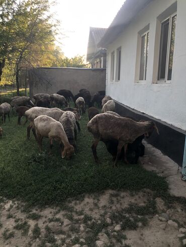 ящик оптом: Продаю | Овца (самка), Ягненок, Баран (самец)