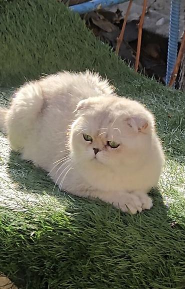 вязку: Вязка ! Не продажа!!! Молодой котик Scottish fold окрас серебристая — 6