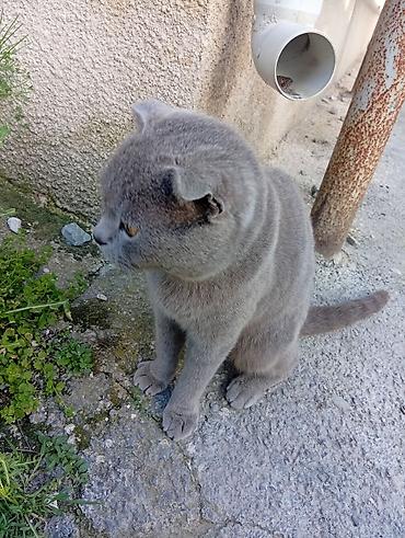 Кошки: Шотландская вислоухая — 5