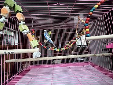 певчий попугай цена: 🦜 Продаю двух волнистых попугайчиков вместе с клеткой В комплект — 1