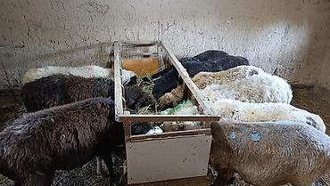 husky dog: Продаю | Овца (самка), Ягненок, Баран (самец) | Полукровка, Эдильбаевская, Арашан | На забой, Для разведения | Племенные, Осеменитель, Матка — 2