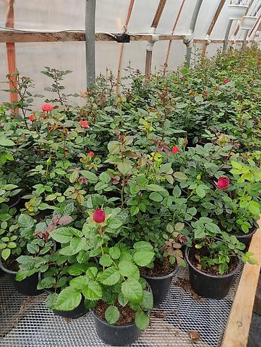 Çöl bitkiləri: Kitayski roza ve nezer gulleri — 9