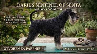 psi za dvoriste prodaja: Rase: patuljasti šnaucer Ime: DARIUS SENTINEL OF SENTA — 1