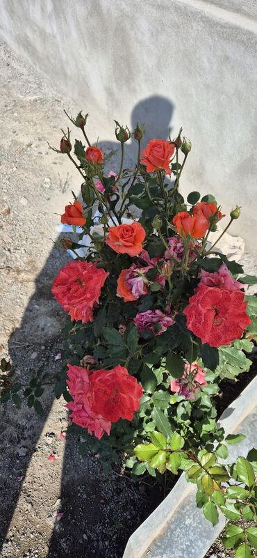 Çöl bitkiləri: Saqı Gülçülük – Tərtərin ən gözəl gülləri Bir gül təkcə ətriylə deyil — 18