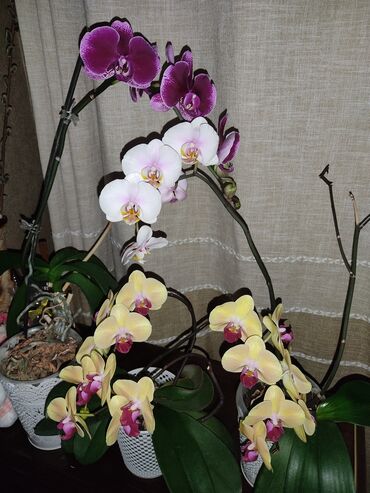 цена орхидеи: Адаптированные для квартир с центральным отоплением орхидеи из