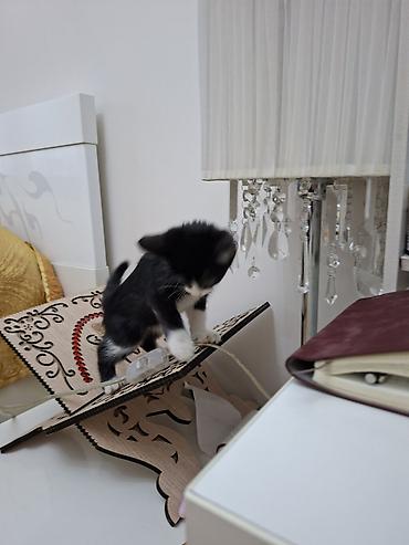 где можно взять кошку: 1 месяц, Девочка — 3