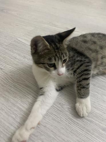 xudat heyvan satışı: Tabbi, Yaxşı əllərə — 3