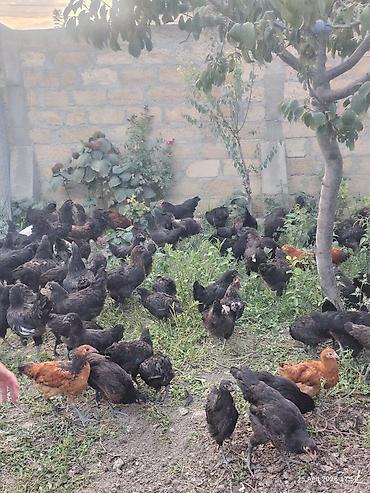 Toyuqlar: 🐔 Australorp Toyuqun cücələri satışda! Şəkildə qeyd olunmuş — 3