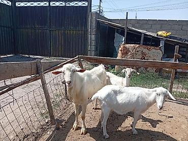 Козы, козлы: Продаю | Коза (самка) | Для молока | Племенные — 13