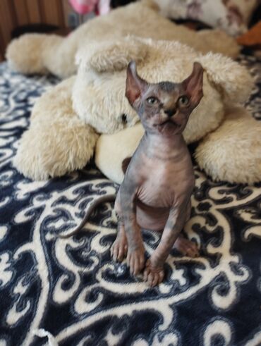 Pişiklər: Sfinks, Erkək, Dişi — 10