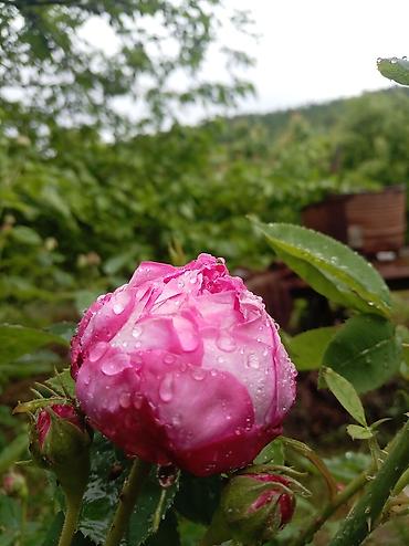 cilədağı bitkisi qiymeti: Salam 17di yaşim var xanimama Quba rayonunda satici flan işi axtariram — 1