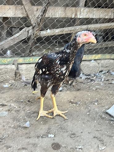 heyvan yemlərinin satışı: Erkək, Amerika, Damazlıq, Ödənişli çatdırılma — 4