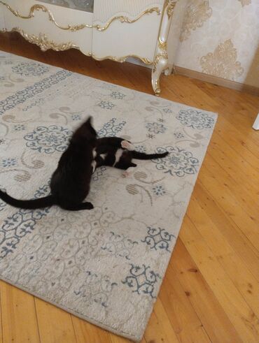 Pişiklər: Yaxşı əllərə — 10