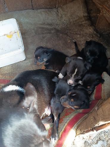 İtlər: Ünvandan götürmə — 12